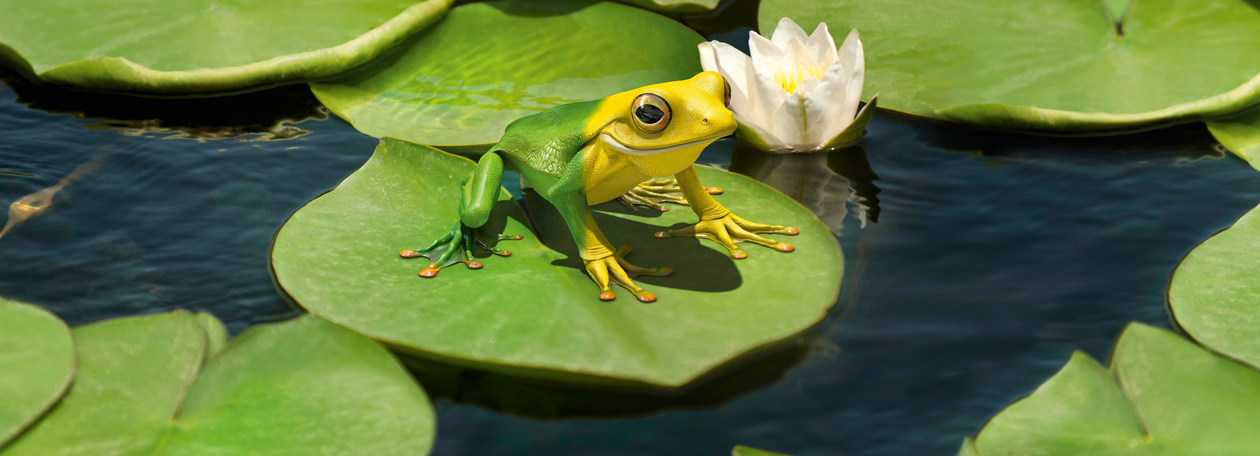 Kärcher ecologic Frosch