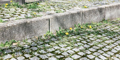 Weed_Control_Vorher