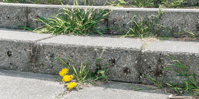Weed_Control_Unkraut