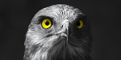 Adler