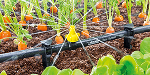 Tưới nước khu vực