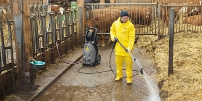 Cattle Farming