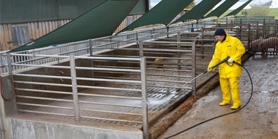 Pig Farming