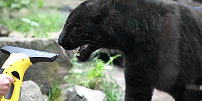 Cleaning Zoo in Praha