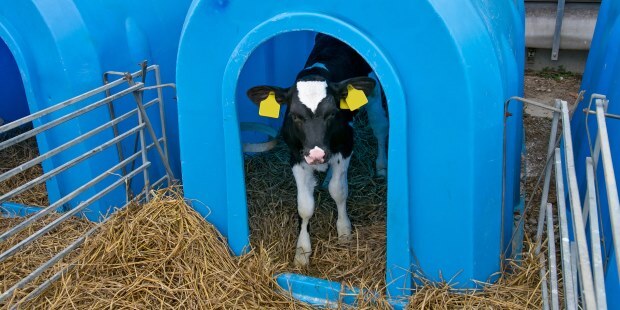 Calf sheds and calf huts - how to clean