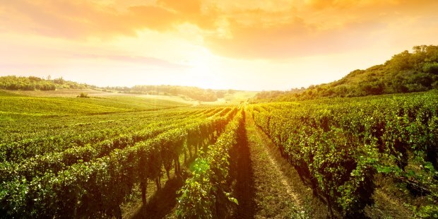 Wineries and vineyards require constant upkeep, keep it running smoothly with Karcher products
