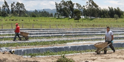 Clean water through the power of plants