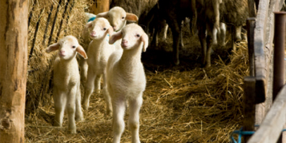 Landwirtschaft